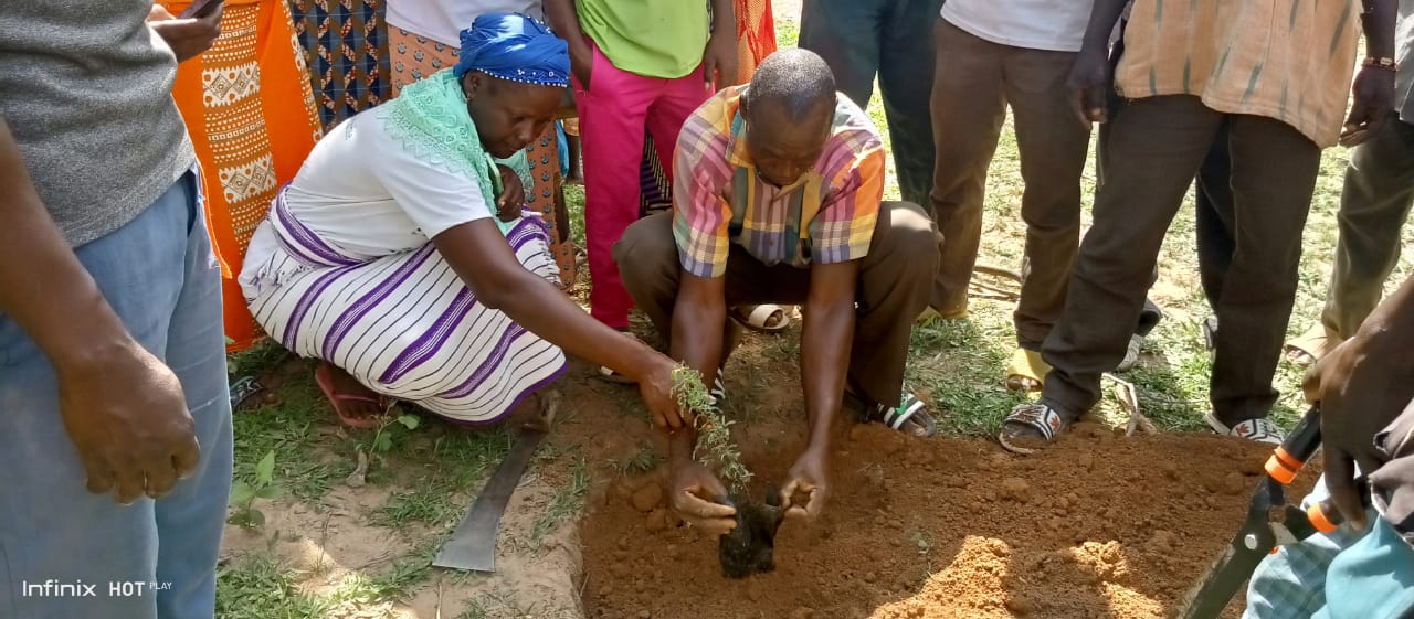 AdaptWAP Burkina Faso: Reboisement et régénération naturelle assistée 