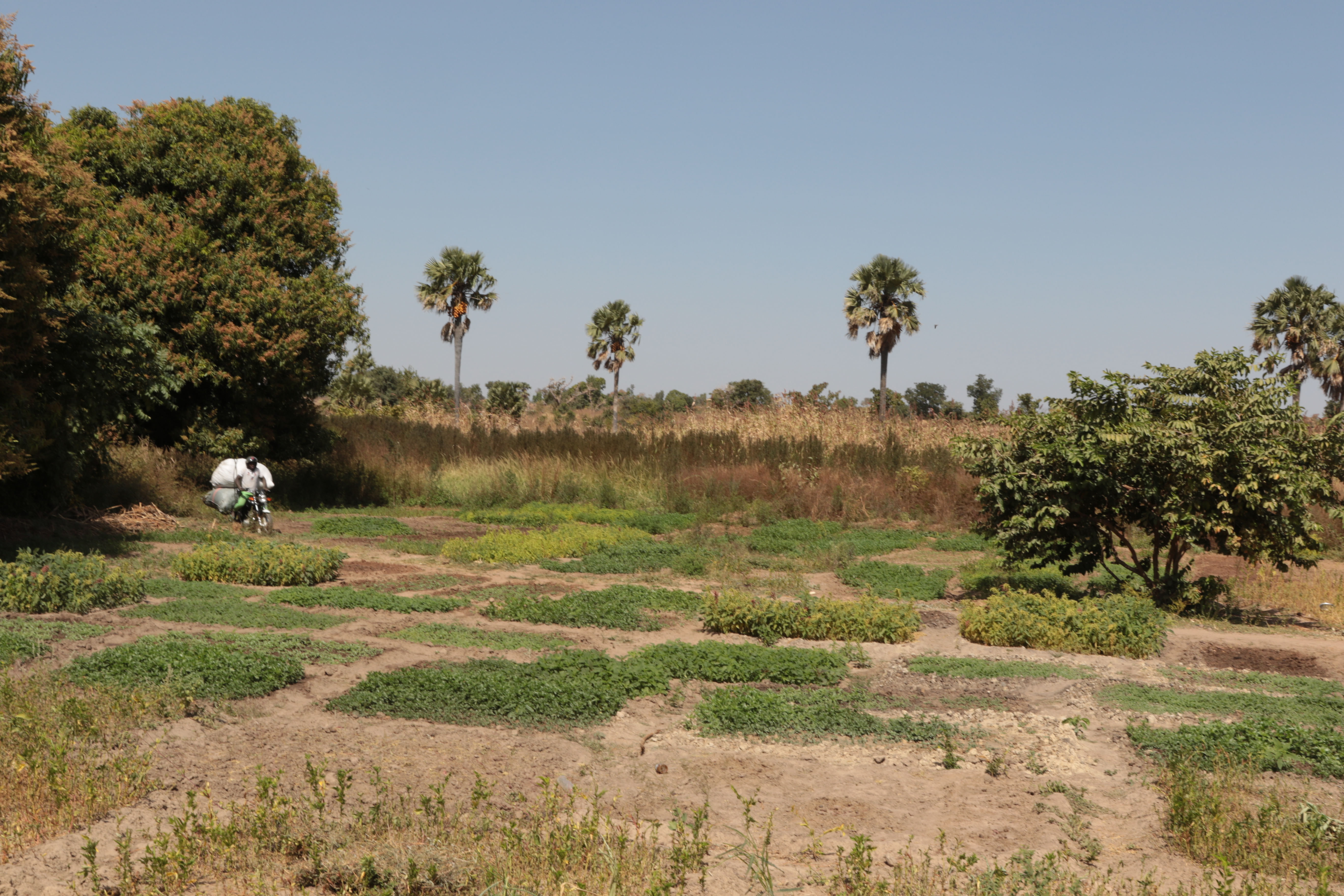 NB-ITTAS Project: Field Visits and Meetings with Beneficiaries in Alibori, Benin, December 17-18, 2024