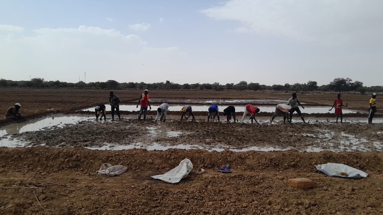 Harvest Time at the Galoya Farmer Field School – RICOWAS Project – Senegal