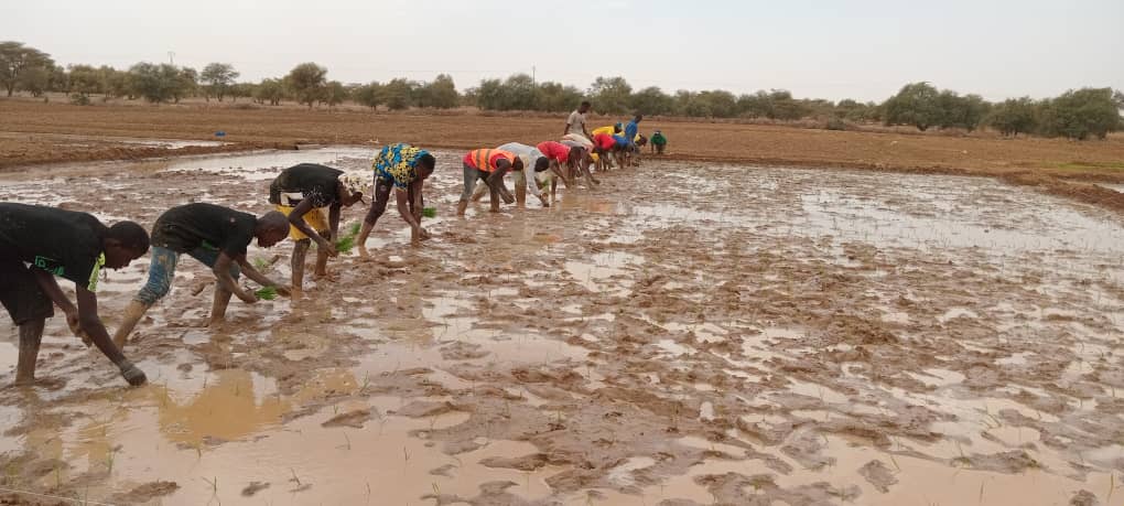 Harvest Time at the Galoya Farmer Field School – RICOWAS Project – Senegal