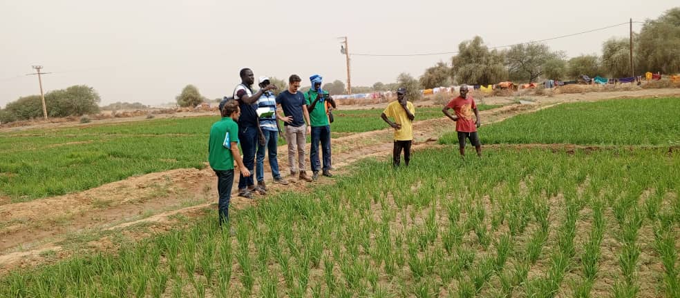 Harvest Time at the Galoya Farmer Field School – RICOWAS Project – Senegal