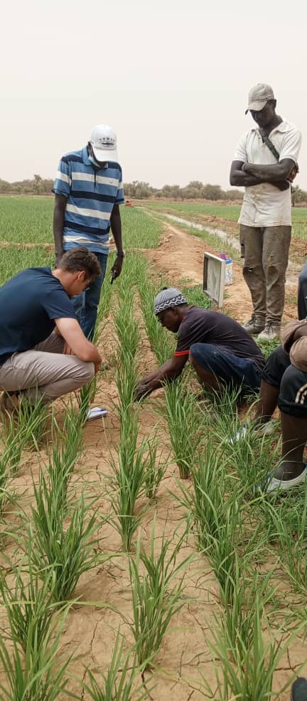 Harvest Time at the Galoya Farmer Field School – RICOWAS Project – Senegal