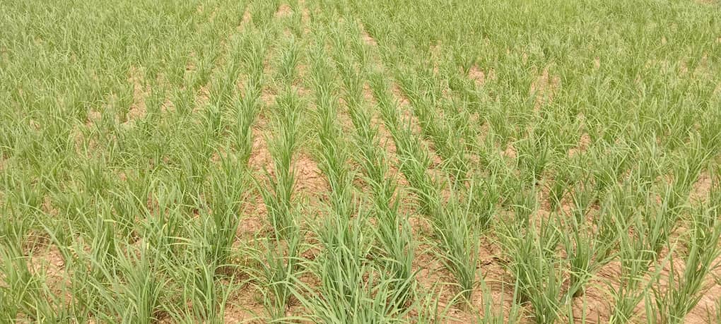 Harvest Time at the Galoya Farmer Field School – RICOWAS Project – Senegal
