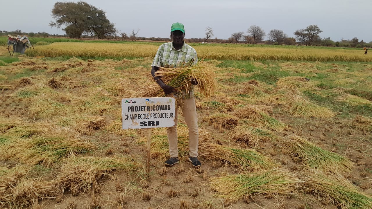 Harvest Time at the Galoya Farmer Field School – RICOWAS Project – Senegal